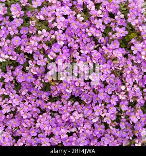 Nahaufnahme einer Gruppe von Aubrieta Deltoidea in einem Garten. Üblich in Gärten und Parks. Schweden. Stockfoto