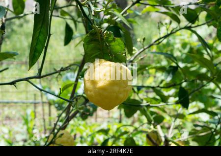 Gelbe Zitrone auf einem Zweig, Citrus Medica mit dicker Schale, bereit zur Ernte, in Dalmatien, Kroatien Stockfoto