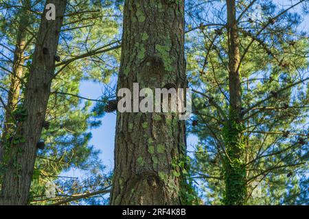 Nadelbäume mit Kiefernzapfen, die auf dem Stamm wachsen Stockfoto