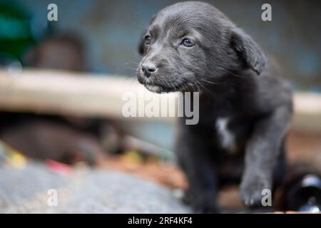 Trauriger, obdachloser Welpe draußen. Obdachloser Hund. Bastard-Welpe. Ein Köter-Welpe Stockfoto