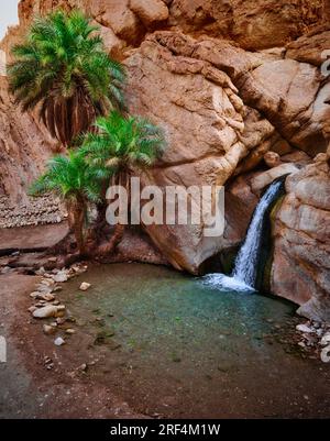 Kleiner Wasserfall, der in einen klaren natürlichen Pool zwischen Palmen und felsigen Schluchtwänden in der Chebika Oasis, Tunesien, mündet. Malerische Wüstenoasen in Stockfoto