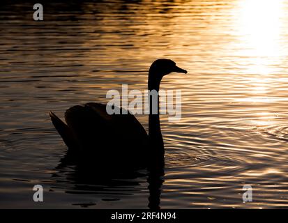 Schwimmend bei Sonnenaufgang One Swan, Swan im Frühling in den Goldenen Rochen während Sonnenaufgang oder Sonnenuntergang, Frühling auf dem See mit einem Lone Swan Stockfoto