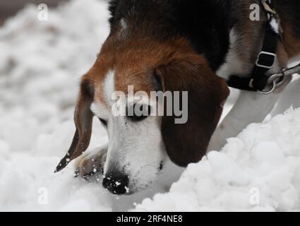 Beagle schnüffelt im Schnee Stockfoto