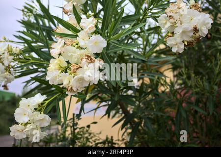 Weißer Oleander-Busch in Blüte aus der Nähe gesehen Stockfoto