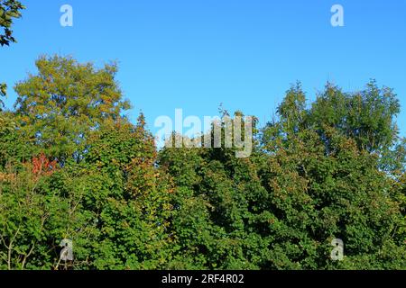 Ein von Bäumen gesäumtes Bild: Grüne Baumkronen vor einem kräftig blauen Herbsthimmel. Stockfoto