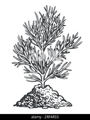 Pflanzen aus dem Boden wachsen lassen. Sapling im Skizzenstil gezeichnet. Vektordarstellung Stock Vektor