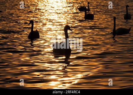 Weißer Schwan schwimmt auf dem See, wunderschöne Wasservögel im Frühling, wunderschöne große Vögel, Nahaufnahme Stockfoto