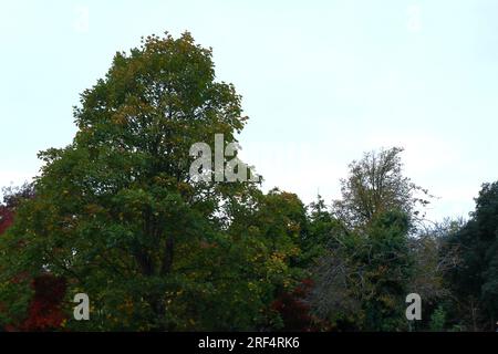 Im Frühherbst an der Spitze eines hohen Rosskastanienbaums, vor einem blassblauen Himmel mit dünner, trüber Wolke. Stockfoto