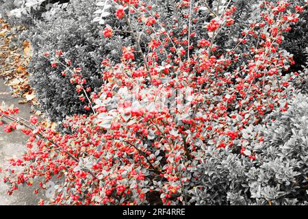 Herbstrot und Braun, Kokoneaster-Beeren vor schwarzem, weißem und grauem Hintergrund. Stockfoto