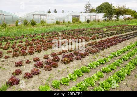 Salatfeld auf ökologischem Bauernhof, selektiver Fokus. Stockfoto