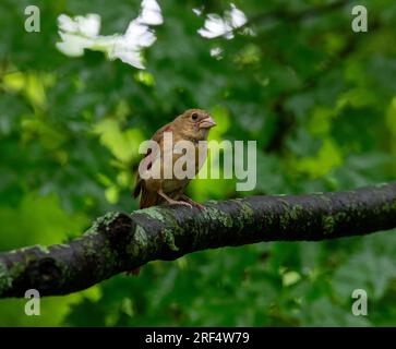 Der nördliche Kardinal ist ein beliebter Vogel im Norden von New Jersey. Männliche und weibliche Kardinäle haben leicht unterschiedliche Farben, mit dem helleren roten Kardinal B. Stockfoto