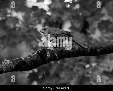 Der nördliche Kardinal ist ein beliebter Vogel im Norden von New Jersey. Männliche und weibliche Kardinäle haben leicht unterschiedliche Farben, mit dem helleren roten Kardinal B. Stockfoto