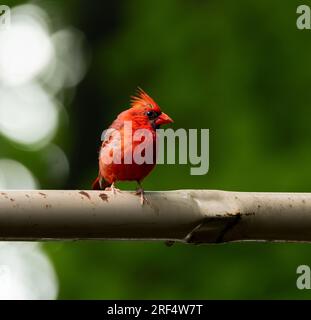 Der nördliche Kardinal ist ein beliebter Vogel im Norden von New Jersey. Männliche und weibliche Kardinäle haben leicht unterschiedliche Farben, mit dem helleren roten Kardinal B. Stockfoto