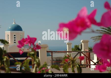 Bougainvillea in Oia griechenland 2009 Stockfoto