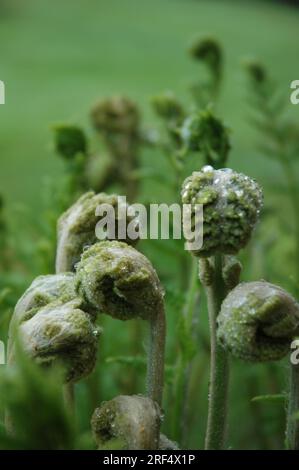 Neu gekeimte Fiddleheads im taufrischen Gras, Nova Scotia 2009 Stockfoto