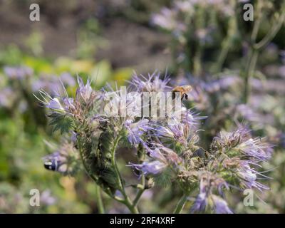 Blume Phacelia und die fliegende Honigbiene. Biene auf der Fliederblume, selektiver Fokus Stockfoto
