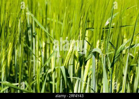 Landwirtschaftliche Pflanzen auf dem Feld, Bodenbearbeitung für pflanzliche Nahrung, eine Art von Aktivität und Geschäft, um einen Gewinn durch den Anbau von Lebensmitteln, ein Feld in der Summe Stockfoto