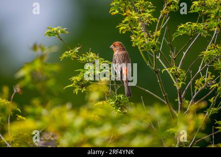 Ein männlicher Hausfink (Haemorhous mexicanus) in einem Ahornbaum in einem Garten in Kirkland, Washington, USA. Stockfoto