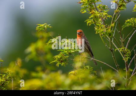 Ein männlicher Hausfink (Haemorhous mexicanus) in einem Ahornbaum in einem Garten in Kirkland, Washington, USA. Stockfoto