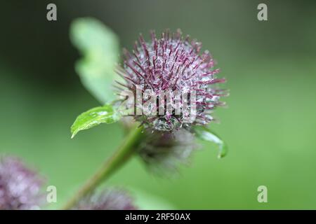 Mit Wassertröpfchen bedeckte Kletterblüten und Saatköpfe, Arctium, Lappa, Arctium minus, Nordengland, UK Stockfoto