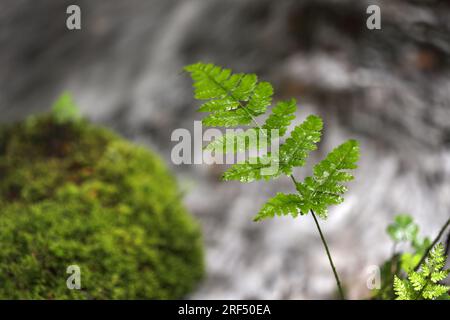 Farn wächst am Ufer eines Flusses in North Pennines, Teesdale, County Durham, Großbritannien Stockfoto