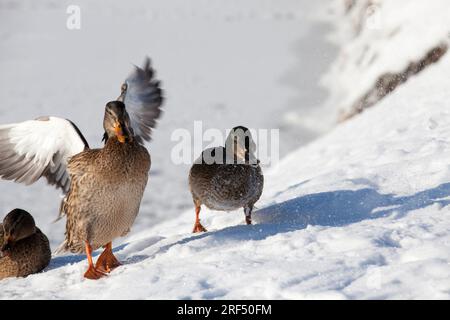 Enten winterten in Europa, Wintersaison mit viel Schnee und Frost, Enten leben in der Stadt in der Nähe des Flusses, im Winter werden sie von Menschen gefüttert Stockfoto