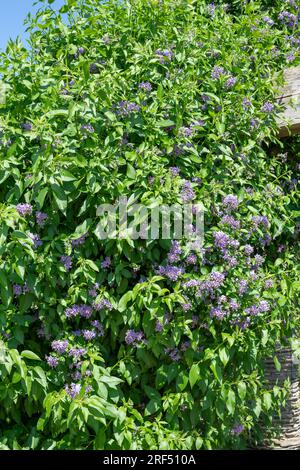 Nahaufnahme der blühenden chilenischen Nachtschattenblumen (solanum crispum) Stockfoto