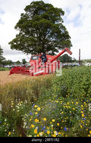 Demonstration Des Massey Ferguson-Vintage-Mähdreschers Grenzt An Die Landwirtschaftsmesse Der Union In Kelso Stockfoto