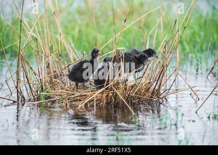 Weißgeflügeltes Beißnest, Provinz La Pampa, Patagonien, Argentinien. Stockfoto