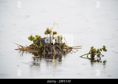 Weißgeflügeltes Beißnest, Provinz La Pampa, Patagonien, Argentinien. Stockfoto