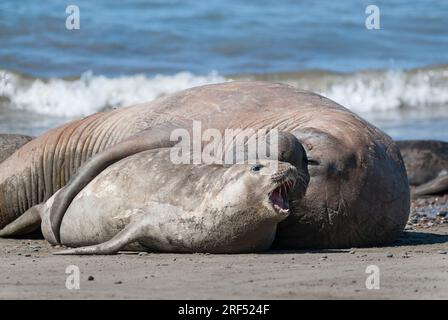 Elefantenrobbe, Peninsula Vlades, Patagonien, Argentinien. Stockfoto