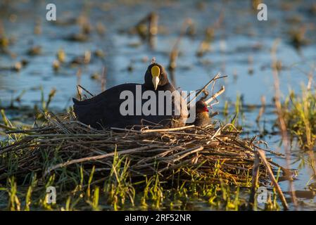 Weißgeflügeltes Beißnest, Provinz La Pampa, Patagonien, Argentinien. Stockfoto