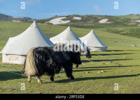 Yaks grasen in unserem Zeltlager in der Nähe von Altai Sum in einem abgelegenen Tal im Altai-Gebirge (Altay-Gebirge), etwa 200 km von Ulgii (Ölgii) in Th Stockfoto