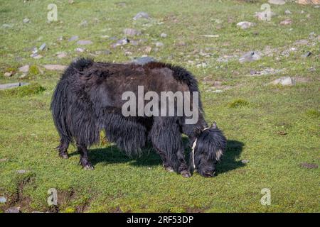 Ein Yak weidet in einem abgelegenen Tal im Altai-Gebirge (Altay-Gebirge) in der Nähe von Altai Sum etwa 200 Kilometer von Ulgii (Ölgii) in Bayan-Ulgii entfernt Stockfoto