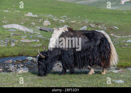 Ein Yak weidet in einem abgelegenen Tal im Altai-Gebirge (Altay-Gebirge) in der Nähe von Altai Sum etwa 200 Kilometer von Ulgii (Ölgii) in Bayan-Ulgii entfernt Stockfoto