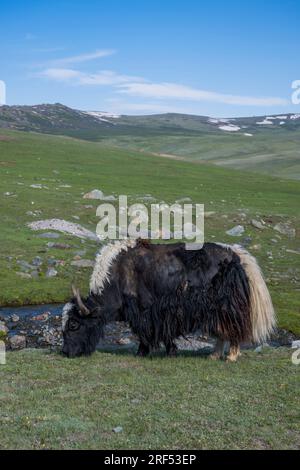 Ein Yak weidet in einem abgelegenen Tal im Altai-Gebirge (Altay-Gebirge) in der Nähe von Altai Sum etwa 200 Kilometer von Ulgii (Ölgii) in Bayan-Ulgii entfernt Stockfoto