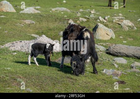 Eine Yak-Mutter mit einem neugeborenen Kalb in einem abgelegenen Tal im Altai-Gebirge (Altay-Gebirge) bei Altai Sum etwa 200 Kilometer von Ulgii (Ölgii) Stockfoto