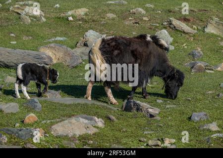 Eine Yak-Mutter mit einem neugeborenen Kalb in einem abgelegenen Tal im Altai-Gebirge (Altay-Gebirge) bei Altai Sum etwa 200 Kilometer von Ulgii (Ölgii) Stockfoto