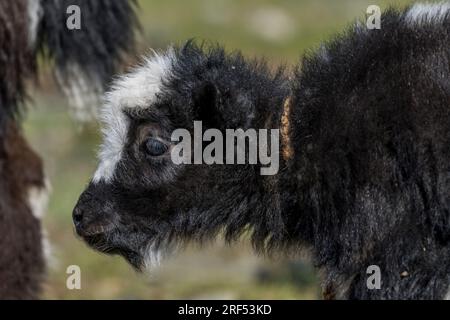 Ein neugeborenes Yakenkalb in einem abgelegenen Tal im Altai-Gebirge in der Nähe von Altai Sum, etwa 200 Kilometer von Ulgii (Ölgii) in der Bayan- Stockfoto