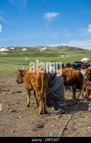 Kühe, die von einer Hirtenfrau in einem abgelegenen Tal im Altai-Gebirge (Altay-Gebirge) in der Nähe von Altai Sum gemolken werden, etwa 200 Kilometer von Ulgii (Ölgii) Stockfoto