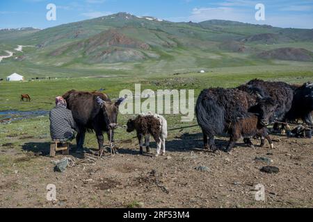 Eine Hirtenfrau melkt einen Yak in einem abgelegenen Tal im Altai-Gebirge (Altay-Gebirge) in der Nähe von Altai Sum, etwa 200 Kilometer von Ulgii (Ölgii) entfernt Stockfoto