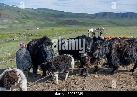 Eine Hirtenfrau melkt einen Yak in einem abgelegenen Tal im Altai-Gebirge (Altay-Gebirge) in der Nähe von Altai Sum, etwa 200 Kilometer von Ulgii (Ölgii) entfernt Stockfoto