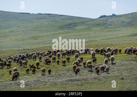 Eine Herde von Schafen und Ziegen in einem abgelegenen Tal im Altai-Gebirge (Altay-Gebirge) in der Nähe von Altai Sum, etwa 200 Kilometer von Ulgii (Ölgii) in der Ba Stockfoto