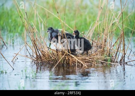 Weißgeflügeltes Beißnest, Provinz La Pampa, Patagonien, Argentinien. Stockfoto