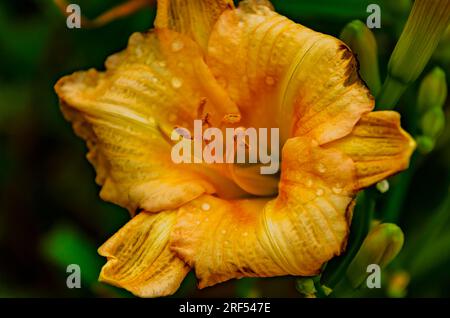 Eine orangefarbene Tageslilie (Hemerocallis fulva) ist am 11. Mai 2023 in Gautier, Mississippi, abgebildet. Stockfoto