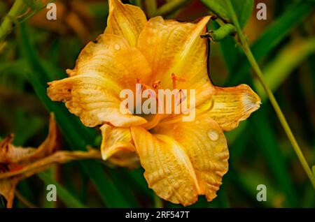 Eine orangefarbene Tageslilie (Hemerocallis fulva) ist am 11. Mai 2023 in Gautier, Mississippi, abgebildet. Stockfoto