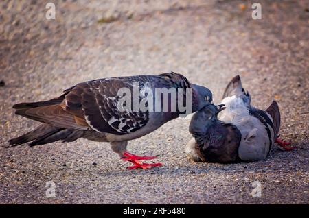 Eine Felsentaube (Columba livia) versucht, ihren toten Gefährten am 11. Mai 2023 in Pascagoula, Mississippi, wiederzubeleben. Stockfoto