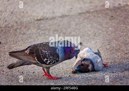 Eine Felsentaube (Columba livia) versucht, ihren toten Gefährten am 11. Mai 2023 in Pascagoula, Mississippi, wiederzubeleben. Stockfoto