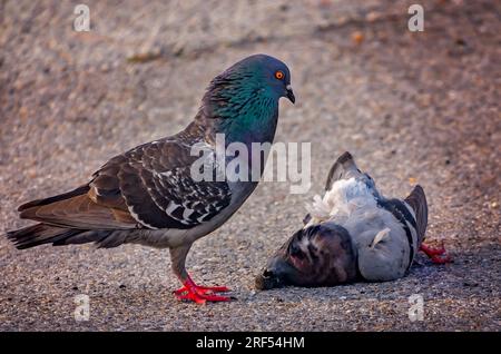 Eine Felsentaube (Columba livia) versucht, ihren toten Gefährten am 11. Mai 2023 in Pascagoula, Mississippi, wiederzubeleben. Stockfoto