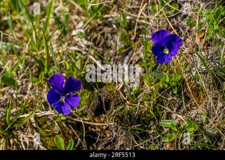 Violette Veilchen wachsen hoch oben in einem abgelegenen Tal im Altai-Gebirge (Altay-Gebirge) nahe Altai Sum etwa 200 Kilometer von Ulgii (Ölgii) Stockfoto